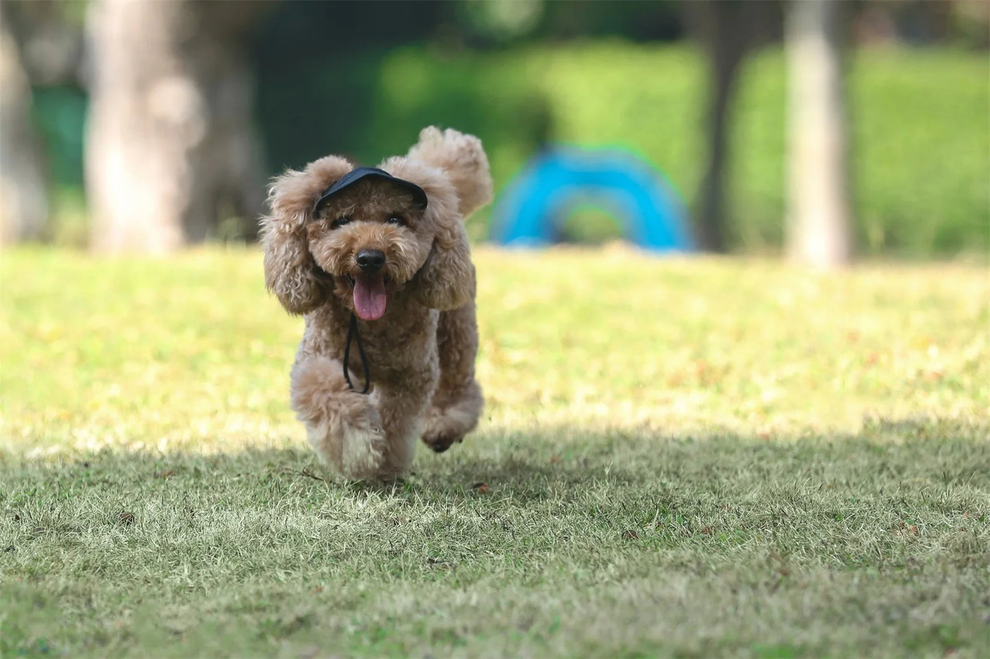 犬用キャップ 耳穴付き 調整可能 紫外線対策